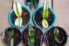 Variegated-Daruma-seedlings-Group-4