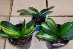 Variegated-Daruma-seedlings