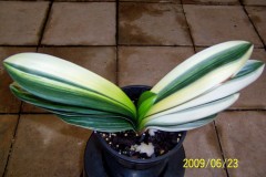 Variegated-Guo-Lan-seedling