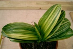 Variegated-Heng-Lan-X