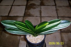 Variegated-Huang-JiShi-hybrid-X-Waxy-Membrane-Short-Leaf-hybrid