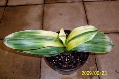 Variegated-LOB-hybrid