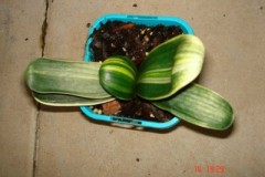 Variegated-LOB-seedling