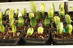 Variegated-hybrid-seedlings-01