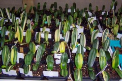 Variegated-hybrid-seedlings-03