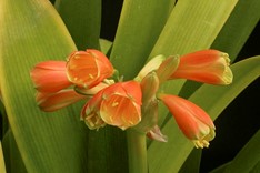 Yoshikazu Nakamura’s C. miniata x C. caulescens