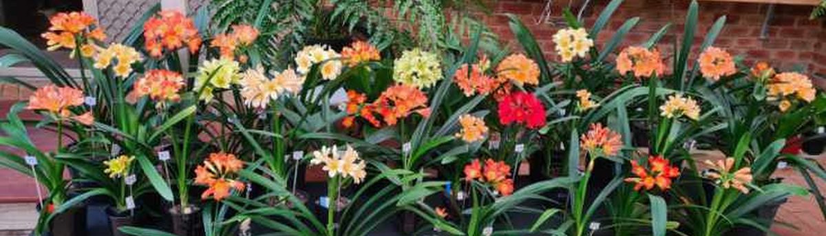 Melbourne Clivia Group Inc.