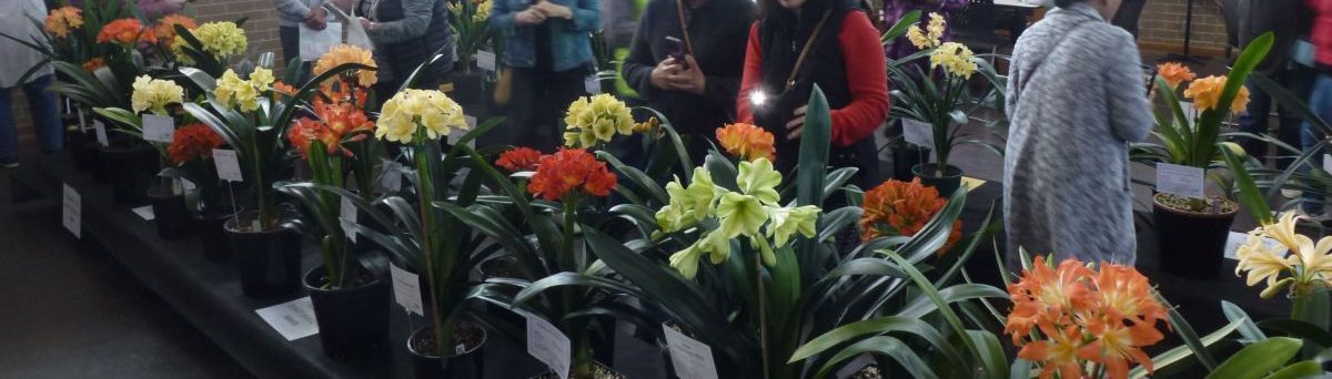 Melbourne Clivia Group Inc.